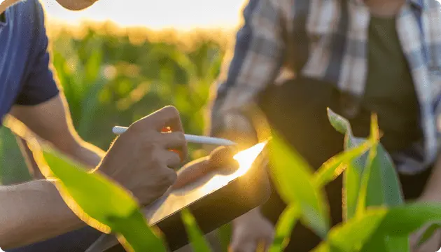 生産現場で作物の状態を確認しながら行うヒアリング・現状分析のイメージ