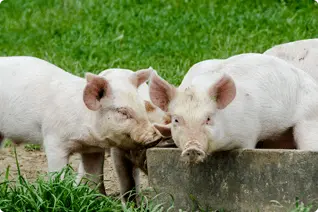 草地で寄り添っている2頭の子豚の様子
