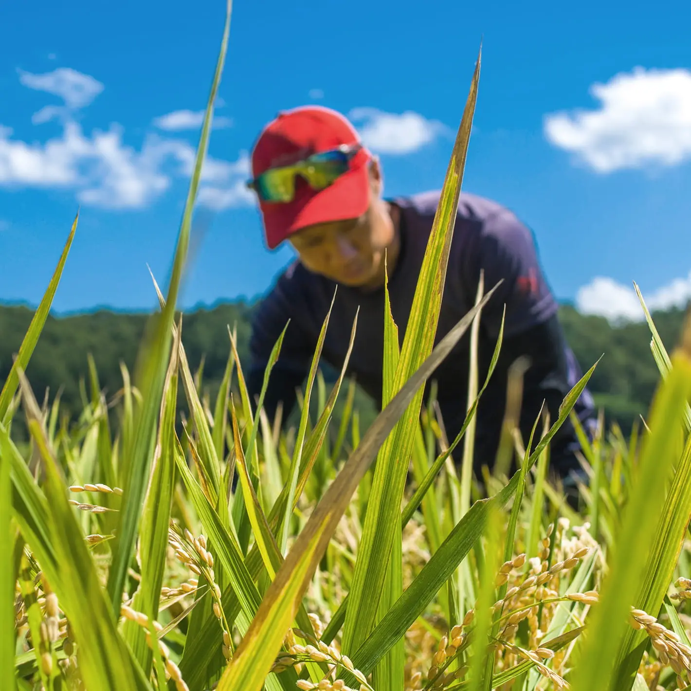 青空の下、田んぼで稲の生育状況を確認する農家の男性
