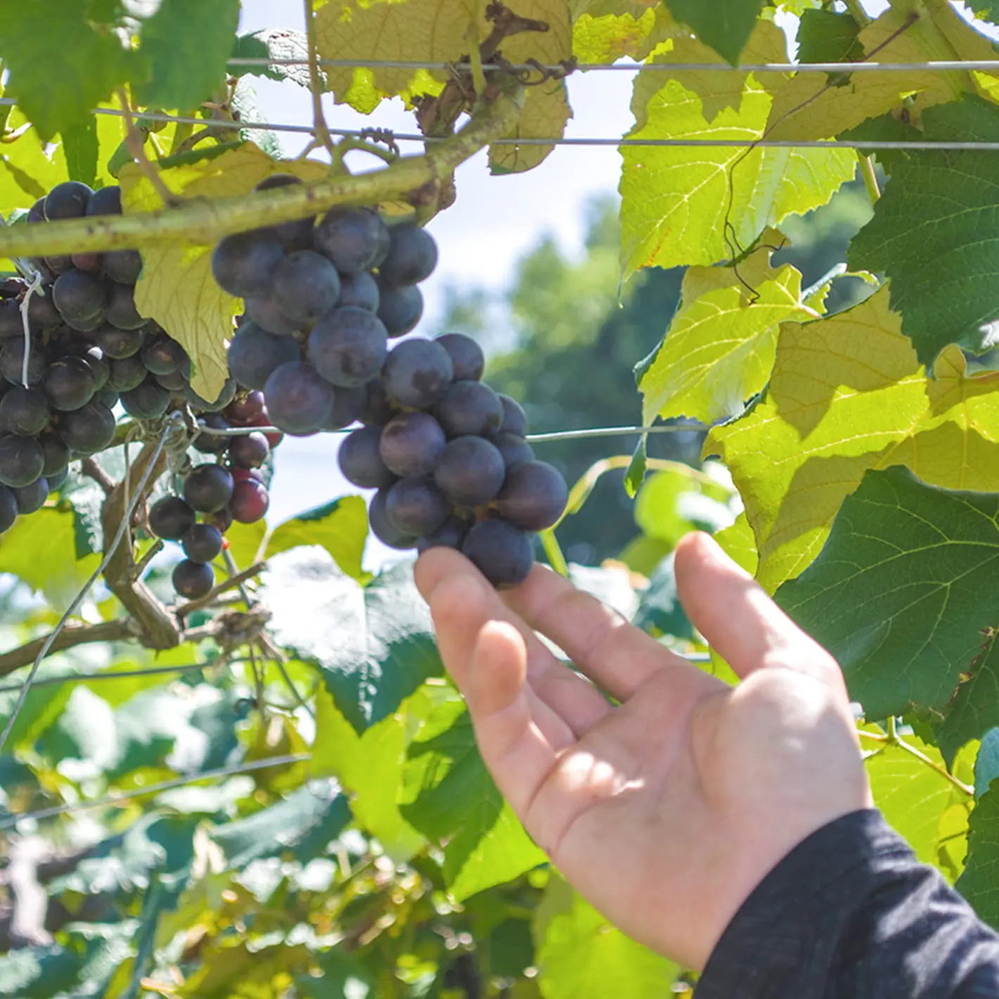 ぶどう畑で実った紫色のぶどうに手を伸ばす収穫前の様子
